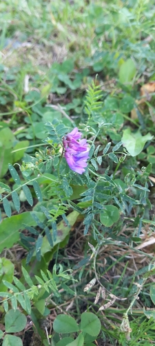 tufted vetch
