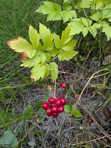 red baneberry