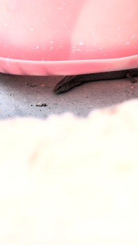 Ocellated Bronze Skink