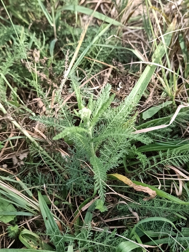 common yarrow