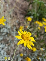 Neolarra