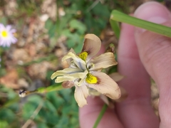 Moraea vegeta, photograph (c) De Waal Hugo, some rights reserved (CC BY)