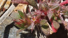 Chorizanthe polygonoides longispina