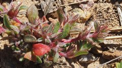 Chorizanthe polygonoides longispina