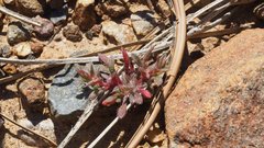 Chorizanthe polygonoides longispina