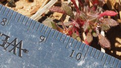 Chorizanthe polygonoides longispina