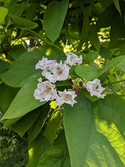 Catalpa