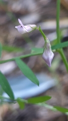 Vicia disperma