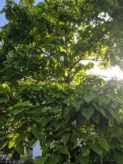 Catalpa