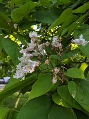 Catalpa