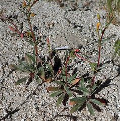 Camissoniopsis confusa