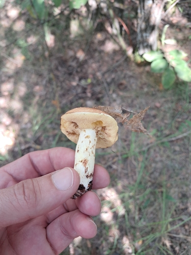 Dotted-stalked Suillus