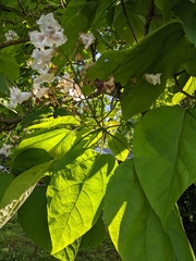 Catalpa