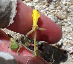 Camissoniopsis confusa