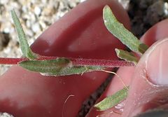 Camissoniopsis confusa