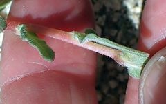 Camissoniopsis confusa