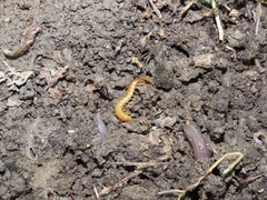 Scolopocryptops peregrinator