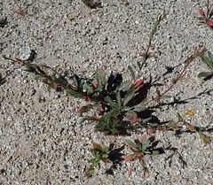 Camissoniopsis confusa