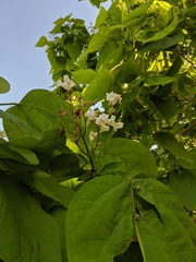 Catalpa