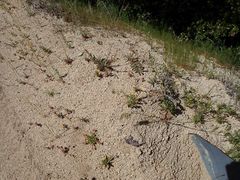 Camissoniopsis confusa