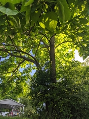 Catalpa