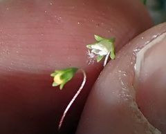 Nemacladus parikhiae