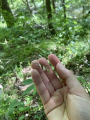 Melica mutica