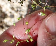 Nemacladus parikhiae