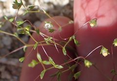 Nemacladus parikhiae