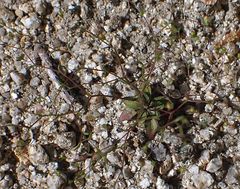 Nemacladus parikhiae