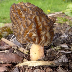 Morchella importuna