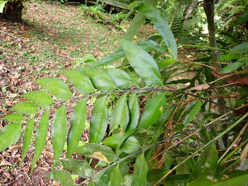 Asplenium macrophyllum observed 2026-08-06