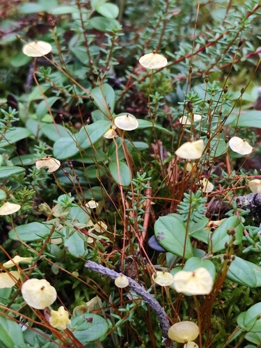 Yellow Moosedung Moss