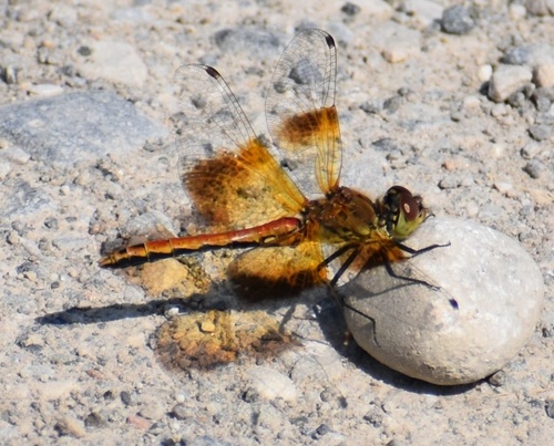 Band-winged Meadowhawk