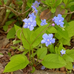Omphalodes verna