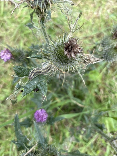 Small Tortoiseshell