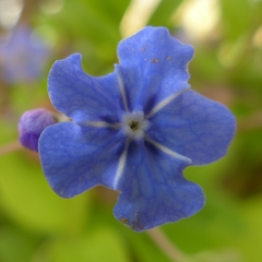 Omphalodes verna