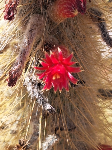 Cleistocactus hyalacanthus, photograph 2