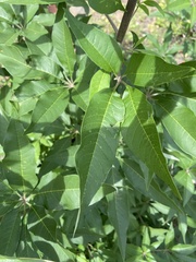 Vitex agnus-castus