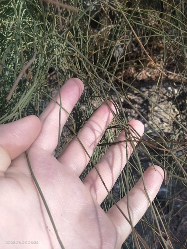 Ephedra fragilis, photograph 3