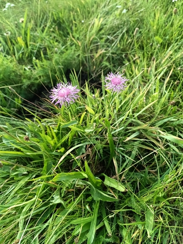 Brown Knapweed