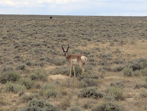 Pronghorn