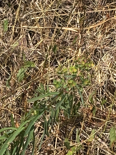 slender leafy spurge