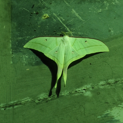 Chinese Moon Moth