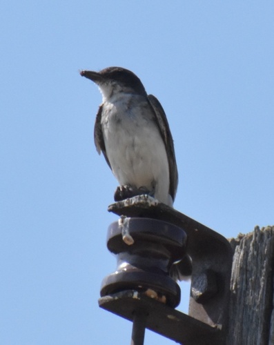 Eastern Kingbird