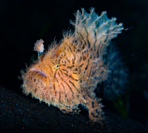 Antennarius striatus observed 2026-08-20