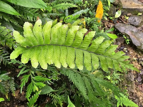 Hymenasplenium excisum observed 2026-08-20
