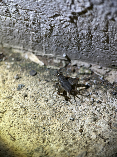 Japanese Burrowing Cricket