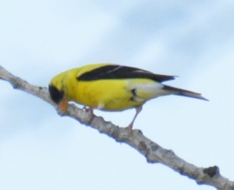 American Goldfinch