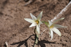 Zephyranthes jamesonii